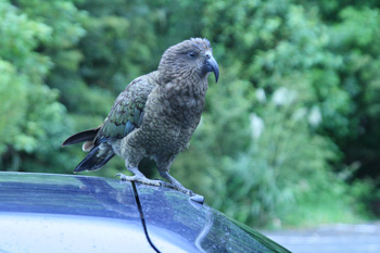 Kea
