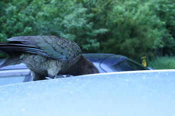 Kea after rubber