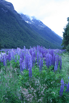 lupines