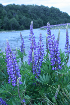 lupines