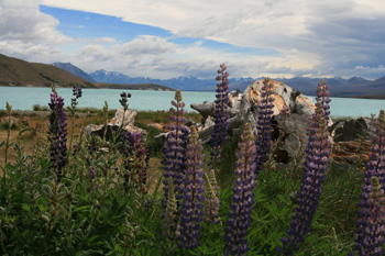 Beautiful views from around Mount Cook