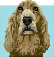 Cocker spaniel