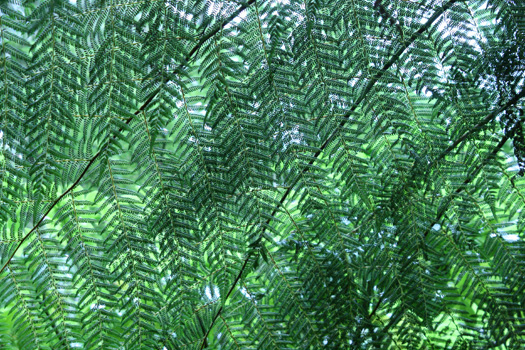 Mamaku leaves