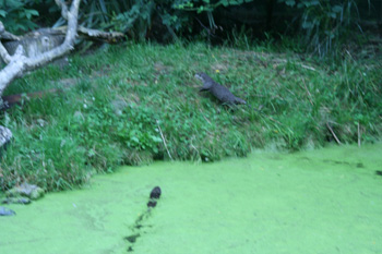 otters defending their territory
