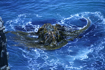 Octopus Rock