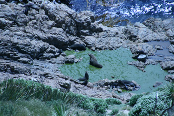 Seals
