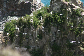 Gannets