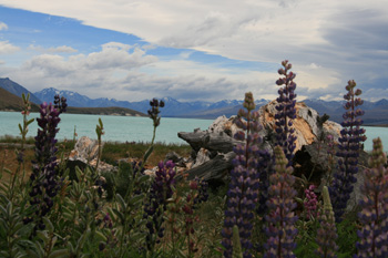 View on Lake Tekapo