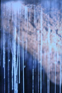 glowworms