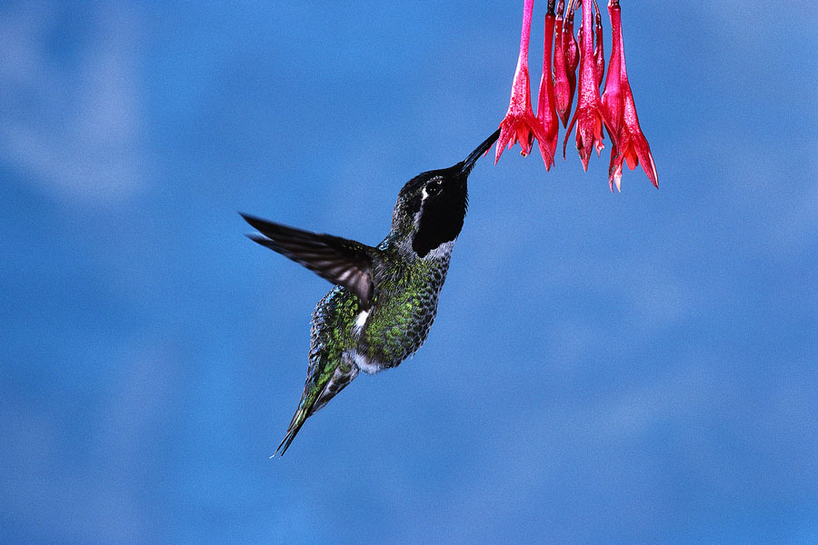 hummingbird 