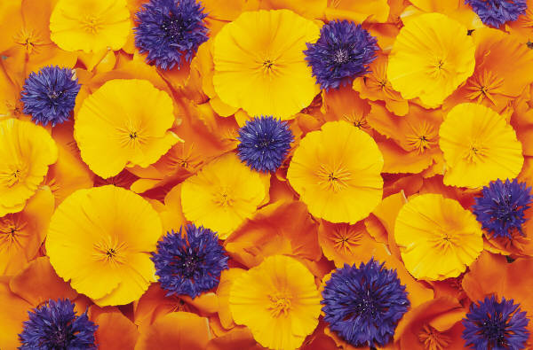 Cornflower