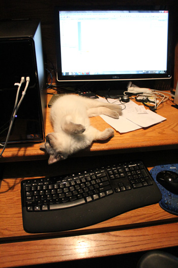 My ragdoll in front of my computer