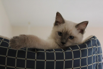 Roxy