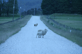 Sheep in New Zeland