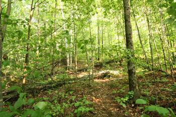 forest