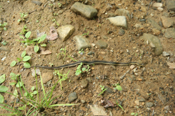Snake