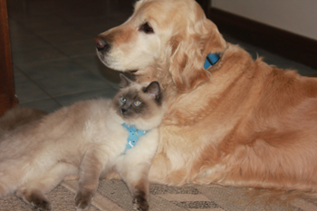 Dog's best friend