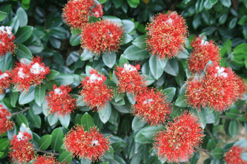 Flowers from the Pohutukawa tree