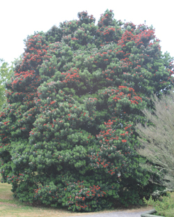 Pohutukawa tree
