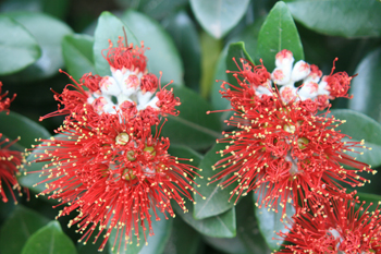 Flowers from the Pohutukawa tree