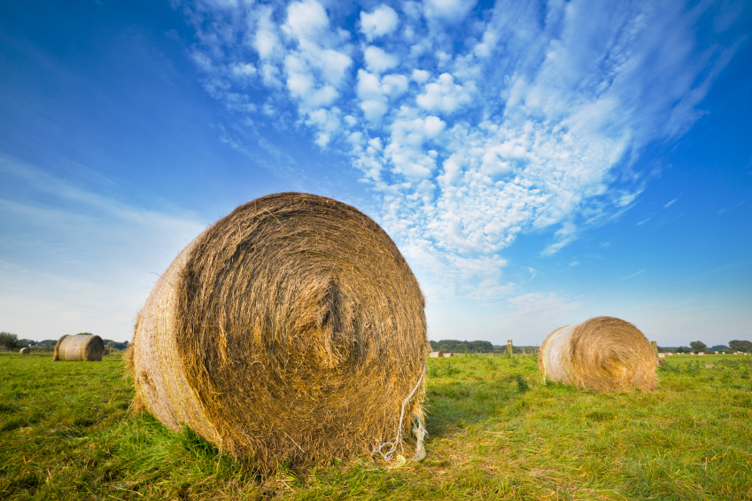 Bales of hay