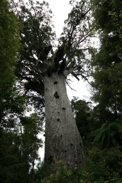 Tane Mahuta