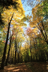 Walk in nature