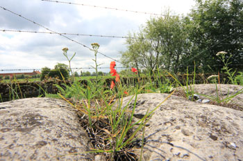Cape Bonavista Lighthouse