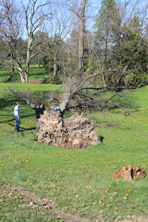 Fallen tree
