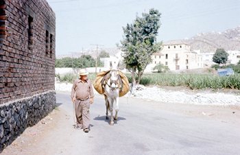 A donkey from Spain