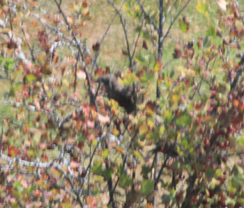 bird eating berries