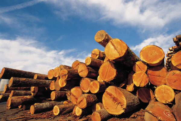 logs