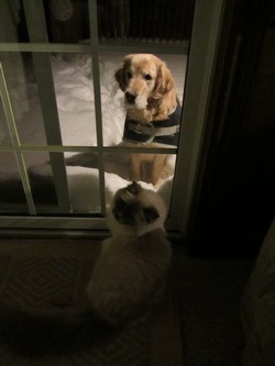 Our cat warning us that our dog wants in