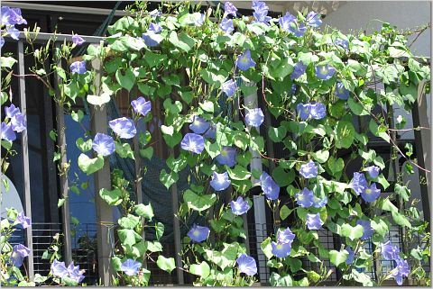 morning glory