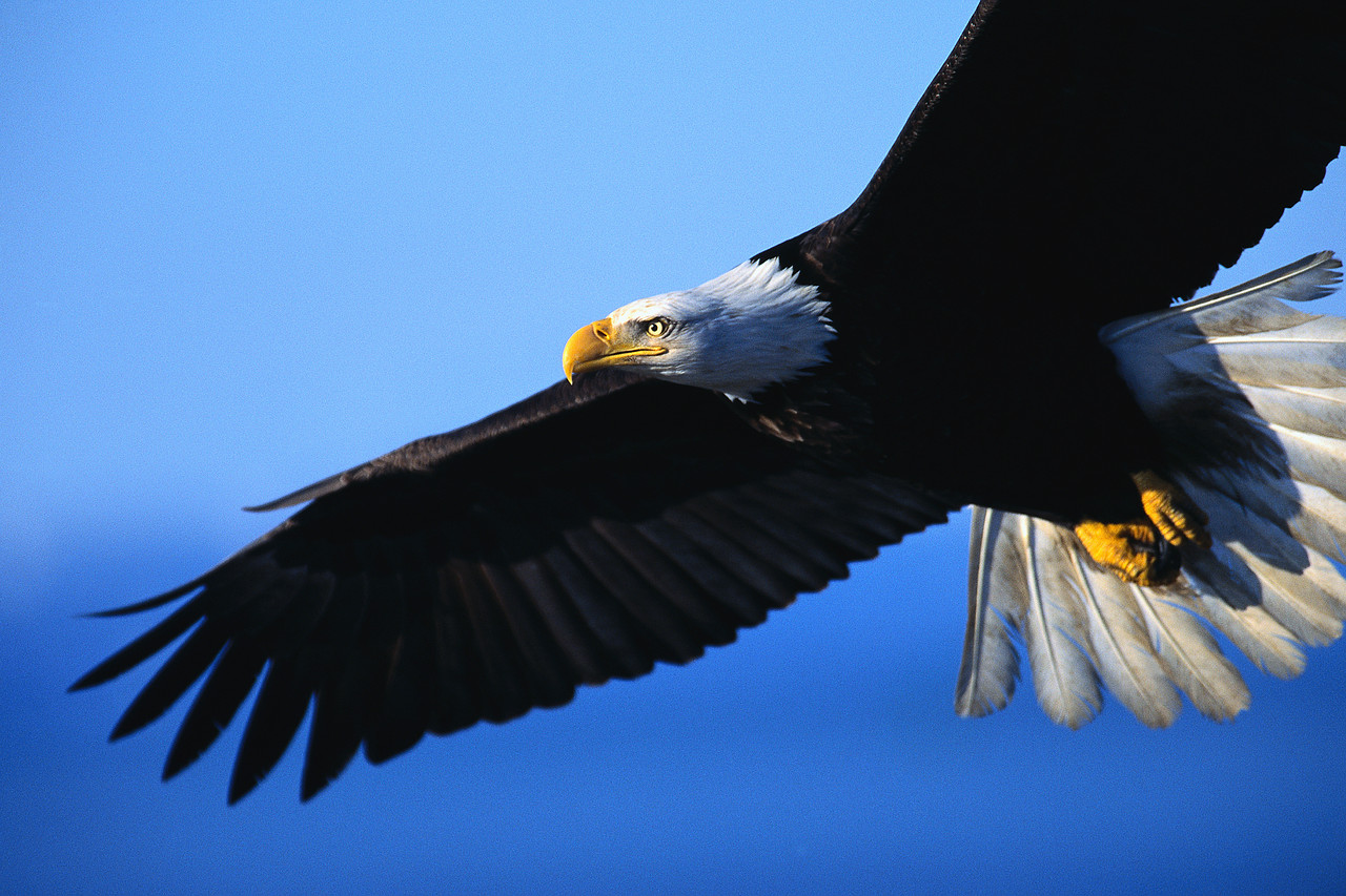 Soar Like An Eagle