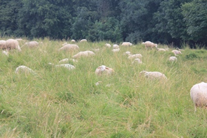 Sheep walking over bombs in Vimy Ridge in France