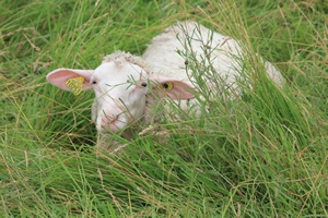 sheep resting in Vimy Ridge