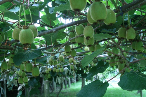 Kiwi vines