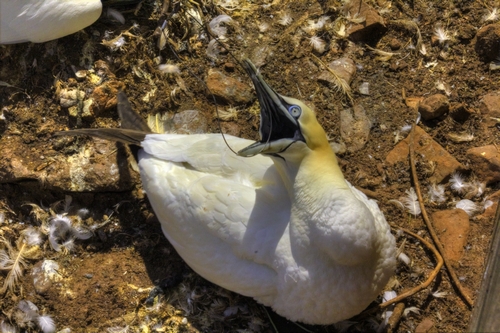An upset gannet 
