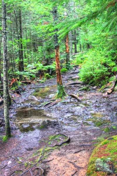 Rain on our trails
