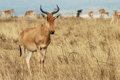 An African Impala