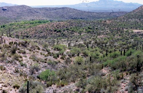 Sonoran desert