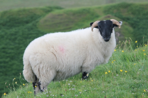 A sheep with some coloring for identification