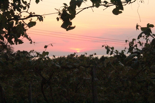 sundown in front of a vineyard