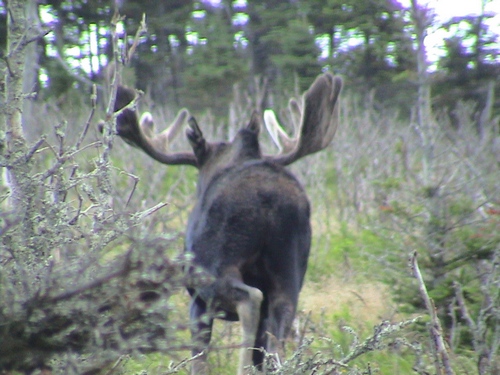 Elk running away