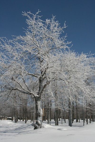 Frozen tree