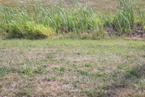 A ditch