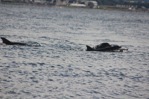 Doilphins eating salmon
