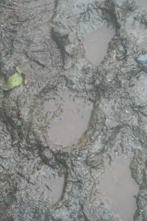 Mud