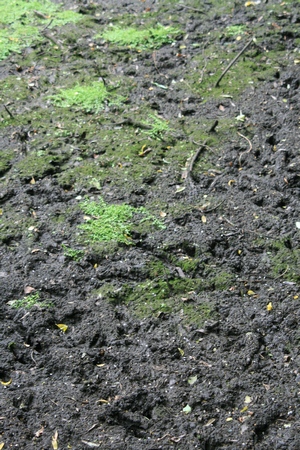 Slimy pond in Christchurch
